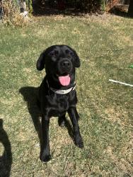 Reunited Female Dog last seen C street in Rio Linda, Rio Linda, CA 95673
