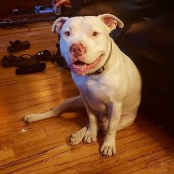 Reunited Male Dog last seen Near Ave 188 street, Surrey, BC V4N 6C9