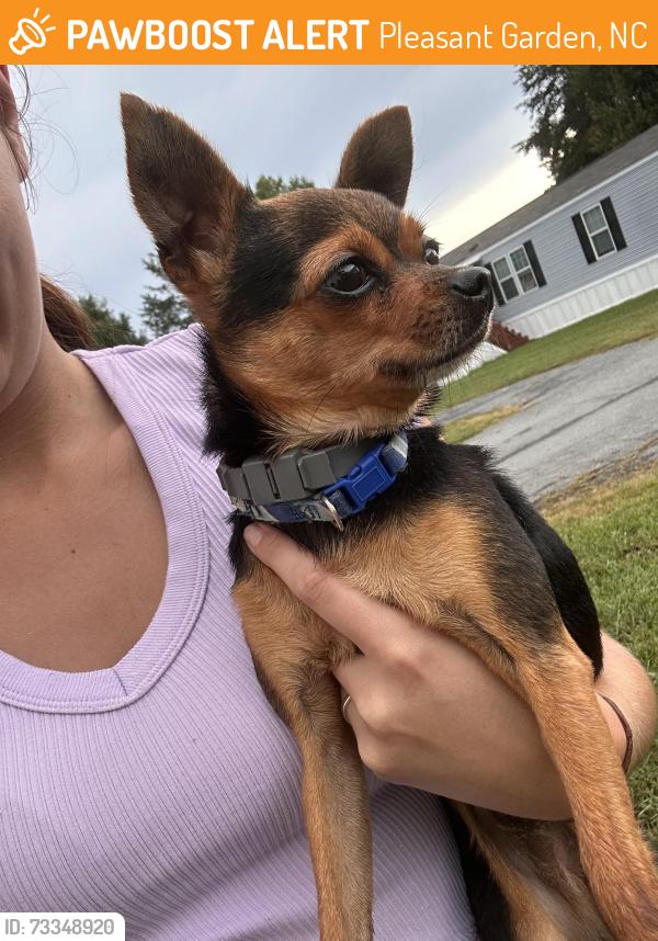 Found/Stray Male Dog last seen Forest rd Greensboro nc, Pleasant Garden, NC 27406