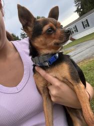 Found/Stray Male Dog last seen Forest rd Greensboro nc, Pleasant Garden, NC 27406