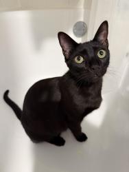 Reunited Male Cat last seen Near grapevine milk Pkwy, Grapevine, TX 76051