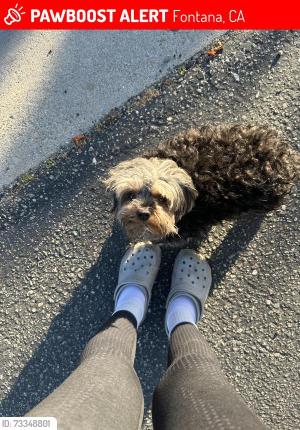 Lost Male Dog last seen Near beech ave, Fontana, CA 92335