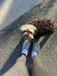 Lost Male Dog last seen Near beech ave, Fontana, CA 92335