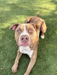 Shelter Stray Male Dog last seen Kinnear Park, Seattle, WA, 2061 15th Ave W, Seattle, WA 98119, USA