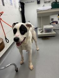 Shelter Stray Male Dog last seen Near blk Linden Ave N, Seattle, WA, 2061 15th Ave W, Seattle, WA 98119, USA