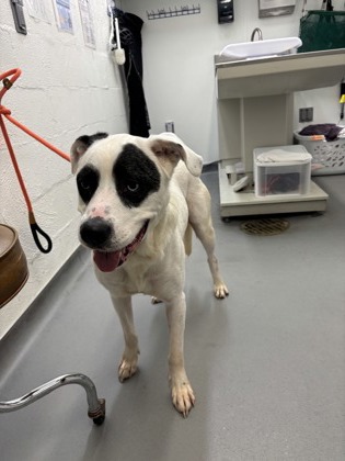 Shelter Stray Male Dog last seen Near blk Linden Ave N, Seattle, WA, 2061 15th Ave W, Seattle, WA 98119, USA