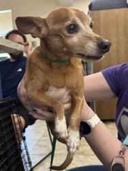 Shelter Stray Male Dog last seen Near BLK Mexican Heather Dr, City of Leander, TX, 1855 SE Inner Loop, Georgetown, TX 78626, USA