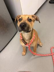 Shelter Stray Female Dog last seen NE 125th St and Lake City Way NE, Seattle, WA, 2061 15th Ave W, Seattle, WA 98119, USA