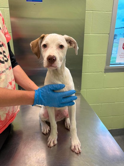 Shelter Stray Male Dog last seen Near Pacific Avenue, Longview, City of, TX, 303 H G Mosley Pkwy, Longview, TX 75604, USA