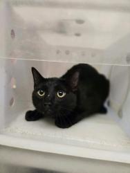 Shelter Stray Male Cat last seen Near Bernice Drive, Longview, City of, TX, 303 H G Mosley Pkwy, Longview, TX 75604, USA