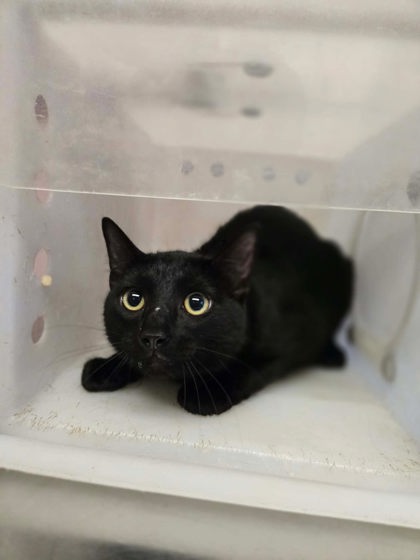 Shelter Stray Male Cat last seen Near Bernice Drive, Longview, City of, TX, 303 H G Mosley Pkwy, Longview, TX 75604, USA