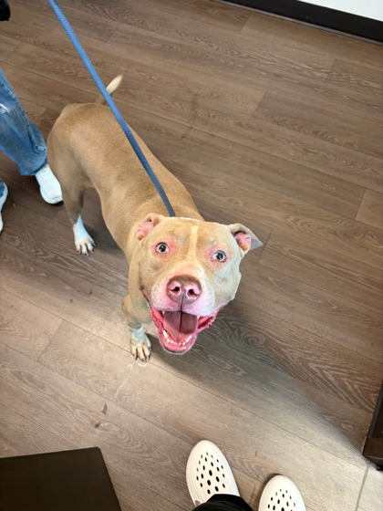 Shelter Stray Male Dog last seen Near Peyton Rd, Atlanta, GA, 1251 Fulton Industrial Blvd NW, Atlanta, GA 30336, USA
