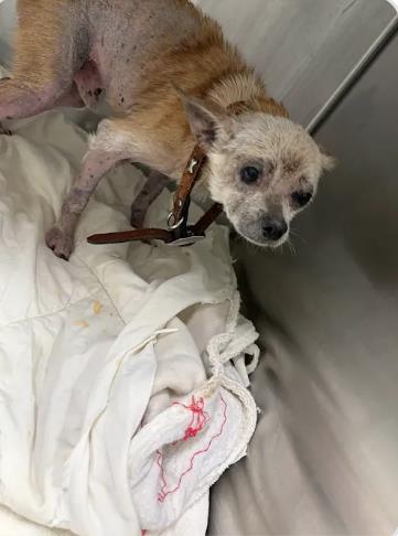 Shelter Stray Male Dog last seen Near Lansing Street, Atlanta, GA, 1251 Fulton Industrial Blvd NW, Atlanta, GA 30336, USA