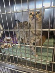 Shelter Stray Female Cat last seen Iron Crest Dr & Maple Creek DR, Roseville City, CA, 200 Tahoe Ave, Roseville, CA 95678, USA