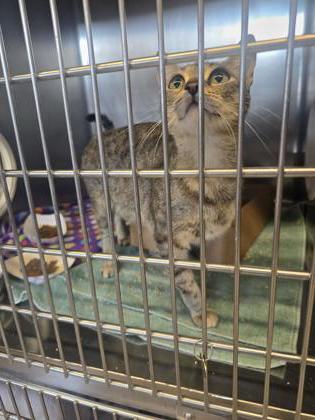 Shelter Stray Female Cat last seen Iron Crest Dr & Maple Creek DR, Roseville City, CA, 200 Tahoe Ave, Roseville, CA 95678, USA