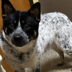 Shelter Stray Male Dog last seen W 74th st and mission rd, Prairie Villiage, KS, 5424 Antioch Dr, Merriam, KS 66202, USA