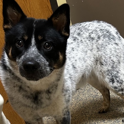 Shelter Stray Male Dog last seen W 74th st and mission rd, Prairie Villiage, KS, 5424 Antioch Dr, Merriam, KS 66202, USA