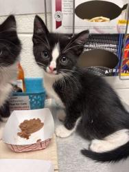 Shelter Stray Male Cat last seen Near burgess ave, City of Knoxville GP, TN, 3201 Division St, Knoxville, TN 37919, USA