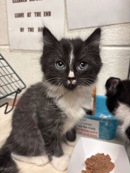 Shelter Stray Male Cat last seen Near burgess ave, City of Knoxville GP, TN, 3201 Division St, Knoxville, TN 37919, USA
