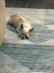 Reunited Female Dog last seen Euclid between walnut and Riverside Dr, Ontario, CA 91761