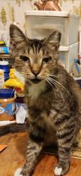 Lost Male Cat last seen Center, Meadowview and Holden Road, Greensboro, NC 27407