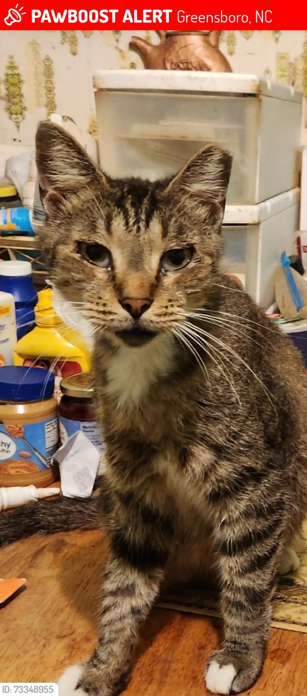 Lost Male Cat last seen Center, Meadowview and Holden Road, Greensboro, NC 27407