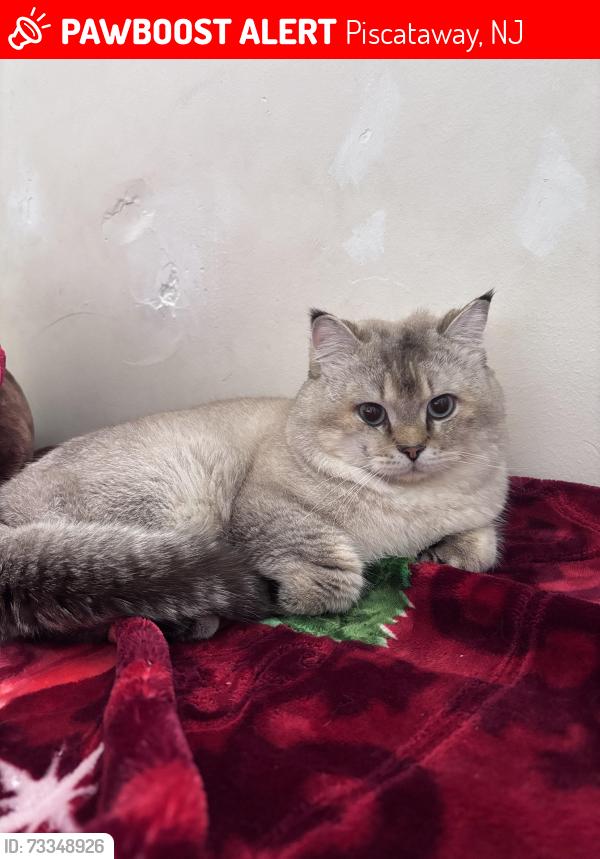 Lost Male Cat last seen Near new Durham rd, Piscataway, NJ 08854