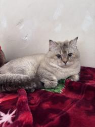 Lost Male Cat last seen Near new Durham rd, Piscataway, NJ 08854