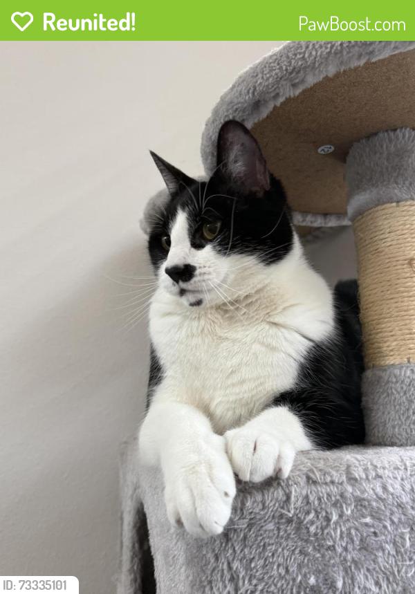 Reunited Male Cat last seen Troutdale Road, Troutdale, OR 97030