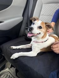 Reunited Female Dog last seen Hightower and Rufe Snow, Watauga, TX 76148
