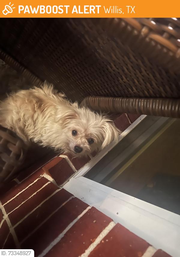Found/Stray Unknown Dog last seen Rogers Rd near Grand Oaks, Willis, TX 77378