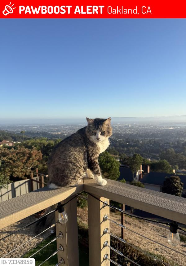 Lost Male Cat last seen Crestmont Drive, Oakland, CA 94619