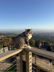 Lost Male Cat last seen Crestmont Drive, Oakland, CA 94619