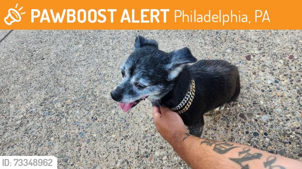 Found/Stray Unknown Dog last seen Welsh and Leon street, Philadelphia, PA 19136