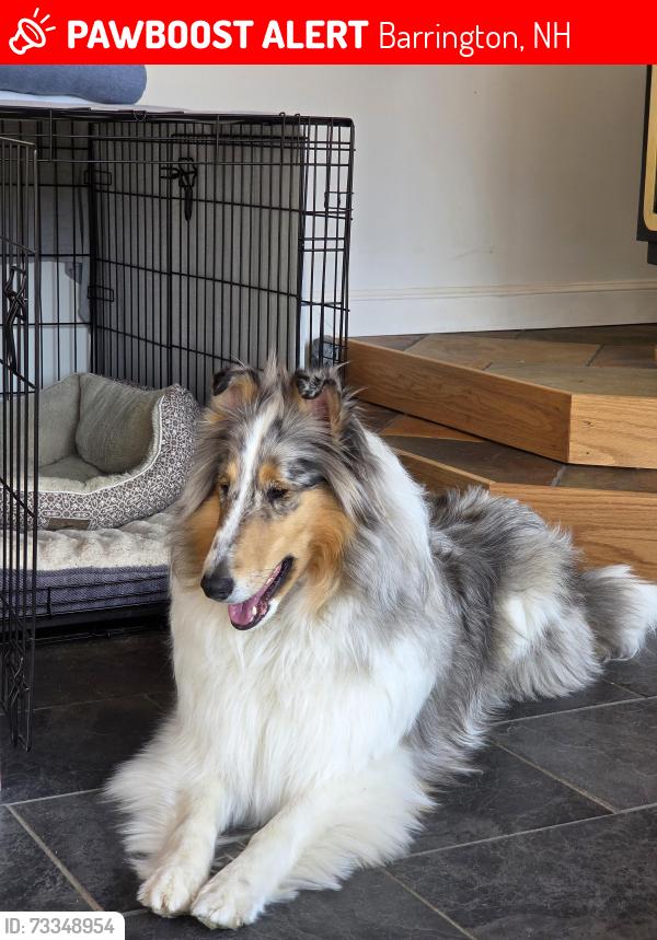 Lost Female Dog last seen Hansonville rd and Green Hill, Barrington, NH 03825