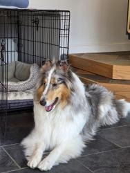 Lost Female Dog last seen Hansonville rd and Green Hill, Barrington, NH 03825