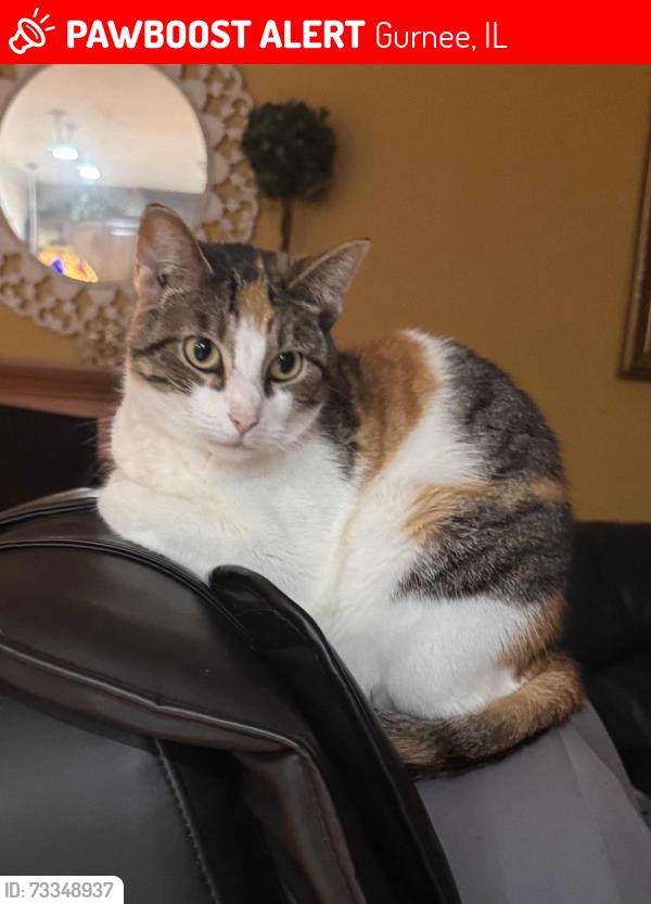 Lost Female Cat last seen Inglenook Lane / Korbel Dr, Gurnee, IL 60031