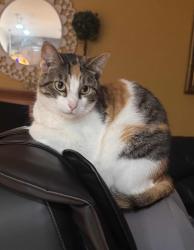 Lost Female Cat last seen Inglenook Lane / Korbel Dr, Gurnee, IL 60031