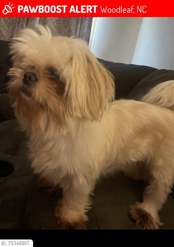 Lost Female Dog last seen Campbell rd and Woodleaf, Woodleaf, NC 27054