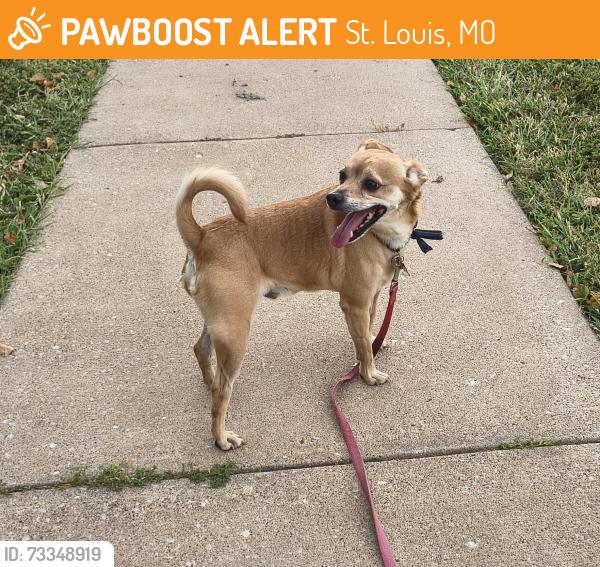 Found/Stray Male Dog last seen Gas station, St. Louis, MO 63136