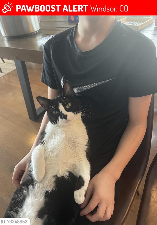 Lost Female Cat last seen Highland Meadows Golf Course, Windsor, CO 80550