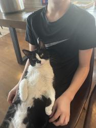 Lost Female Cat last seen Highland Meadows Golf Course, Windsor, CO 80550