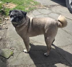 Lost Female Dog last seen Orangeville rd, Hermitage, PA 16148