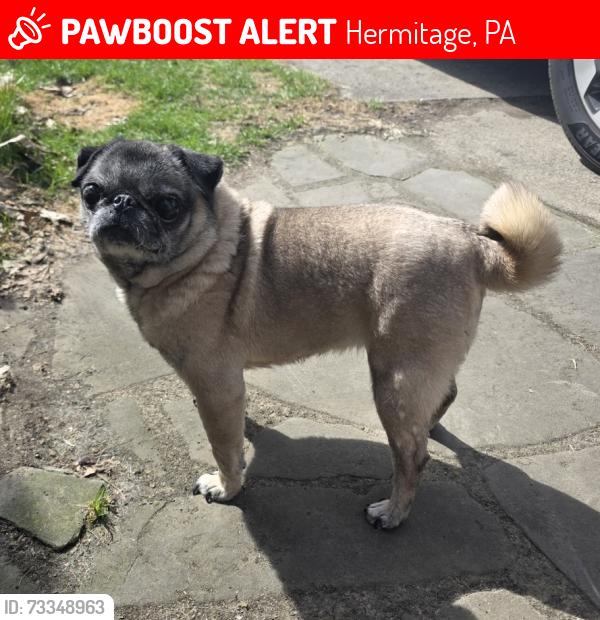 Lost Female Dog last seen Orangeville rd, Hermitage, PA 16148