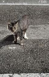 Found/Stray Unknown Cat last seen Walmart at Goldenrod and Hoffner (US15), Orlando, FL 32822