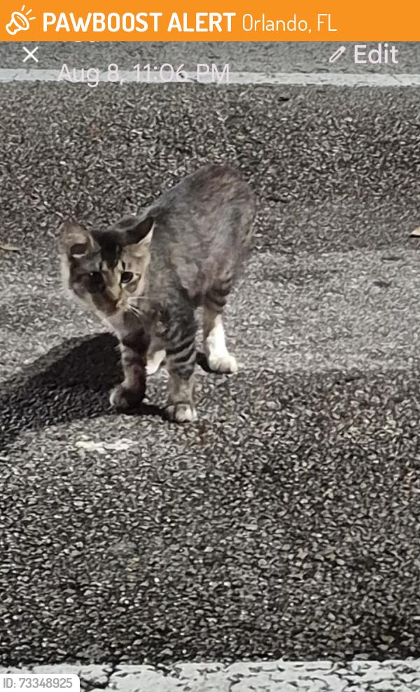 Found/Stray Unknown Cat last seen Walmart at Goldenrod and Hoffner (US15), Orlando, FL 32822