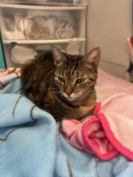 Found/Stray Female Cat last seen Emerald Valley, San Antonio, TX 78242