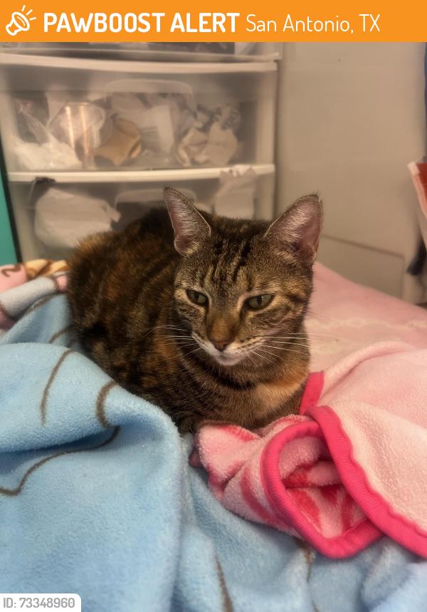 Found/Stray Female Cat last seen Emerald Valley, San Antonio, TX 78242