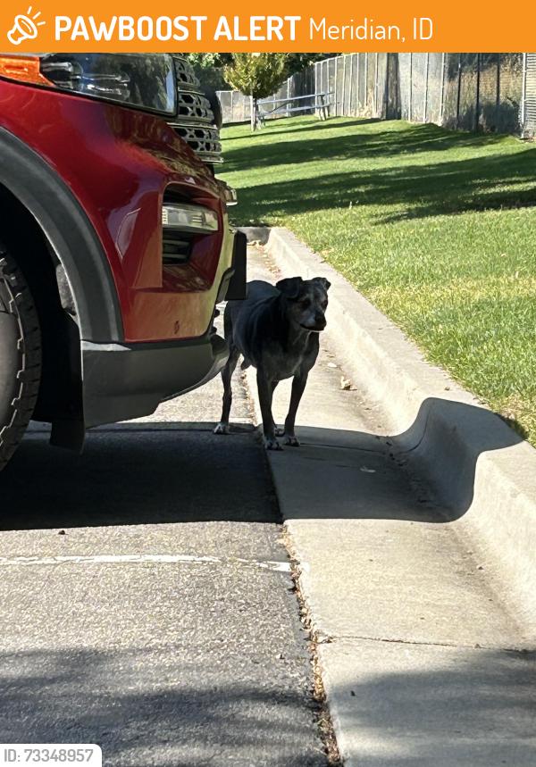 Found/Stray Unknown Dog last seen Chateau Park Meridian ID, Meridian, ID 83646