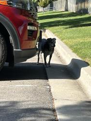 Found/Stray Unknown Dog last seen Chateau Park Meridian ID, Meridian, ID 83646